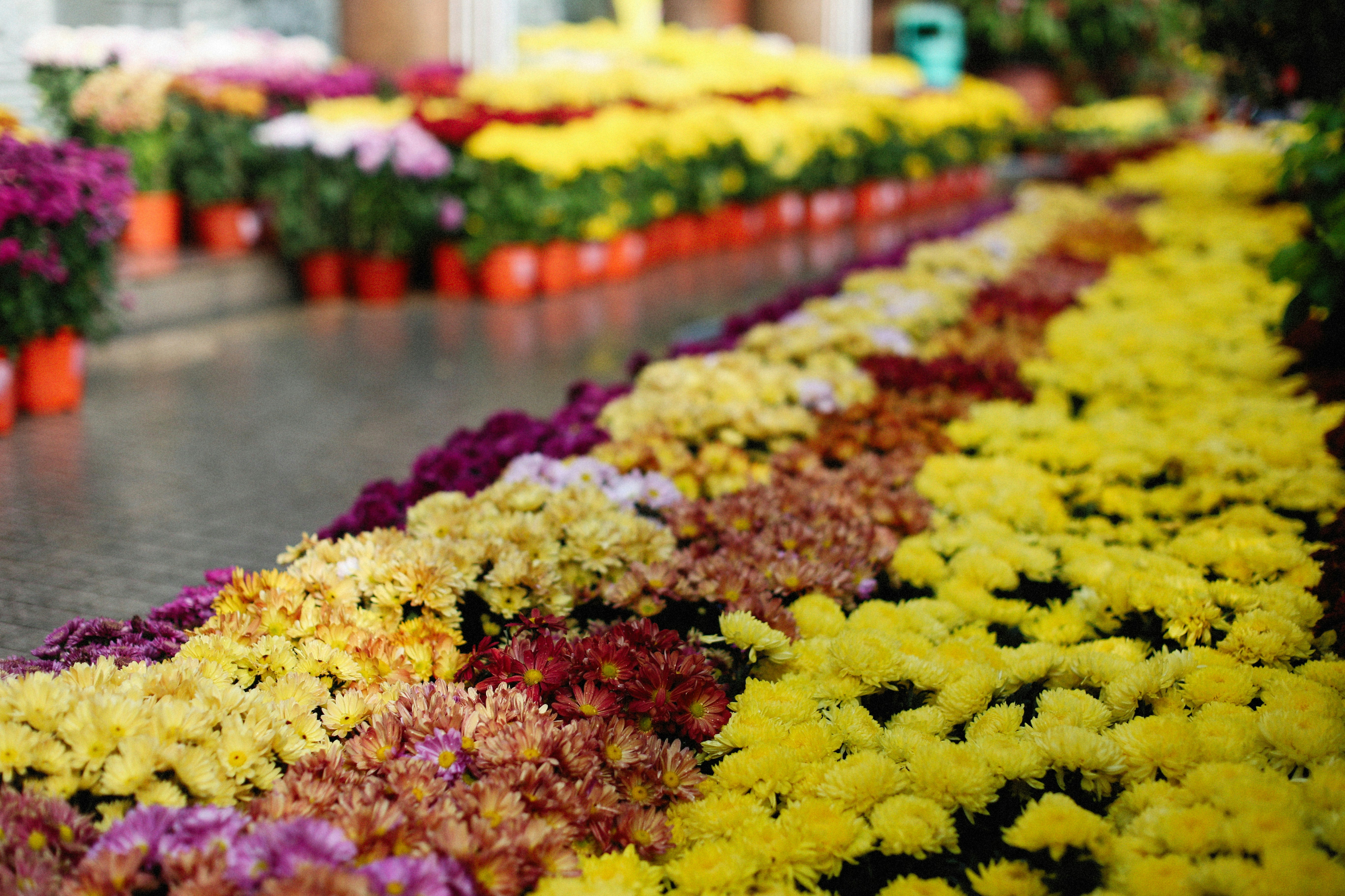 Bouquets lined up for pickup at a flower stall