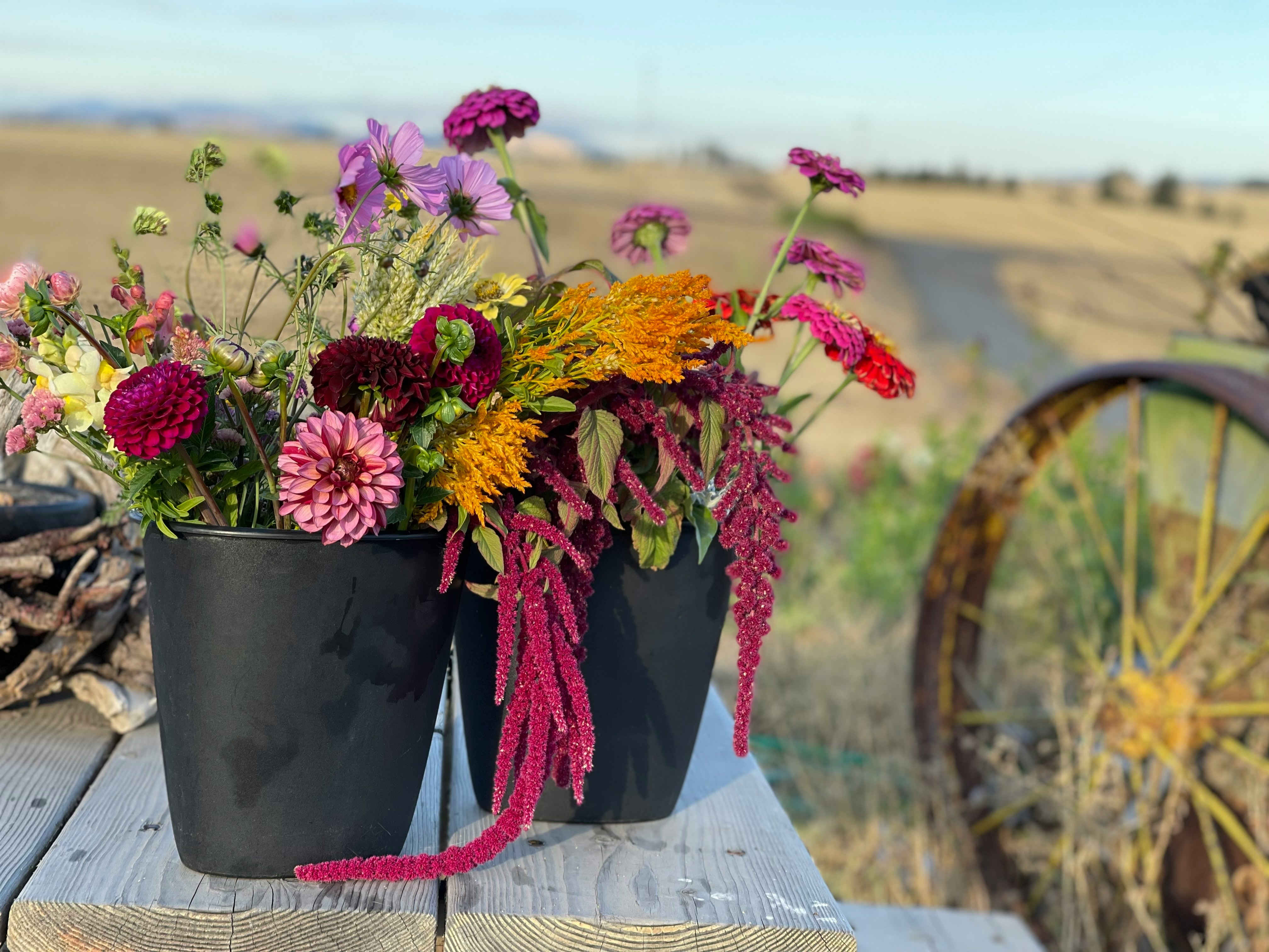 Colorful farm flowers in buckets on a wooden table