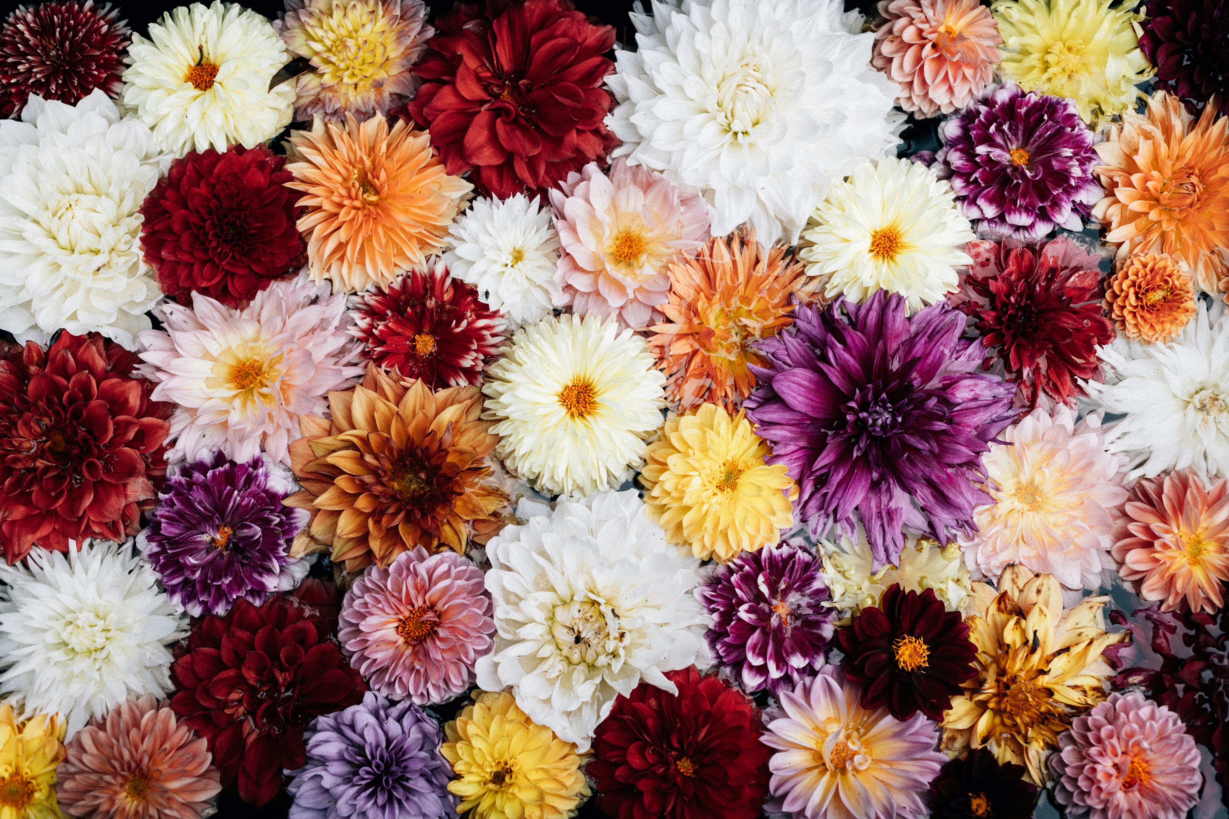 A colorful assortment of dahlia flowers viewed from above